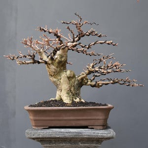Op de afbeelding: Een bladverliezende bonsai met een dikke, getextureerde, lichtgekleurde stam en talloze kale, uitspreidende takken. De takken zijn omwikkeld met donker vormdraad om de groei te sturen. De boom staat in een rechthoekige bruine keramische pot.