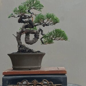 Peut inclure: Un bonsaï genévrier avec un tronc brun foncé épais et torsadé, ainsi qu'un feuillage vert vif en forme d'aiguilles. L'arbre est planté dans un pot en céramique brun mat simple, avec un fil de ligature visible le long des branches.