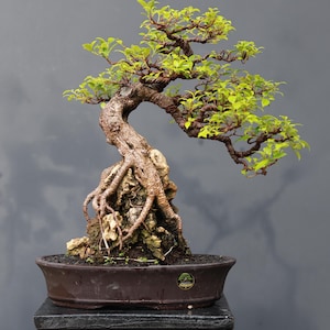 May include: A bonsai tree with a thick, textured brown trunk and exposed roots growing over a jagged rock. The tree features vibrant light green leaves on thin, curved branches. It is planted in a dark brown oval ceramic pot.