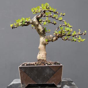 Peut inclure: Un bonsaï avec un tronc épais et texturé de couleur brun clair et des branches fines enroulées de fil sombre s'étendant horizontalement. L'arbre présente de petites feuilles vert vif et est planté dans un pot en céramique brun foncé rectangulaire.