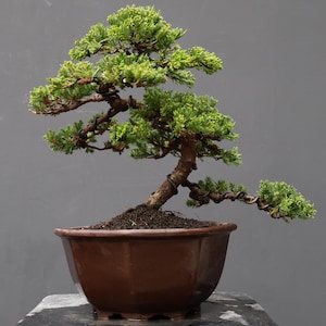 Op de afbeelding: Een jeneverbesbonsai met dicht, levendig groen blad en een getextureerde bruine stam. De boom is voorzien van donker vormdraad langs de takken en staat in een diepe, zeshoekige bruine keramische pot gevuld met donkere, rijke aarde.