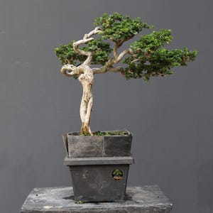 Premna microphylla Bonsai Árvore Tropical. |Ficus |Tiger Brack |Nebari |Bordo |Árvore Japonesa