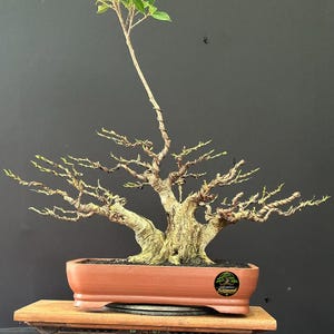 Peut inclure: Un bonsaï avec un tronc épais et texturé et de multiples branches étalées enveloppées de fil métallique fin, planté dans un pot rectangulaire couleur terre cuite. Un petit autocollant circulaire avec le texte Sitimau est visible.