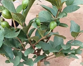 Red Guava Live Tree Sapling Sweet Red Fleshed Fruit High Yield Tropical Fruit Tree for Home Garden Container Planting Fresh Eating Heirloom