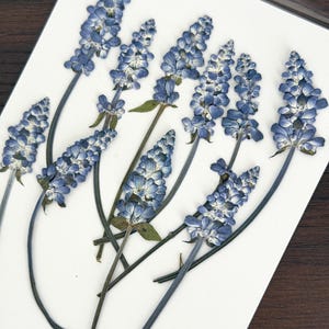 May include: A collection of eight pressed blue salvia flowers arranged on a white rectangular card. Each flower features a tall, slender spike of small, delicate blue blossoms with thin green stems and a few small green leaves attached to the stalks.