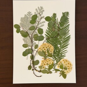Può includere: Un'opera d'arte botanica pressata con una disposizione di foglie e fiori secchi. La composizione comprende foglie verdi, fogliame argentato e grappoli di piccoli fiori gialli, il tutto su uno sfondo bianco.