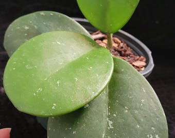 Hoya Obovata Splash Plant (planta rara) / Planta de cera moteada enraizada / Hoya recolectora de hojas gruesas y redondas