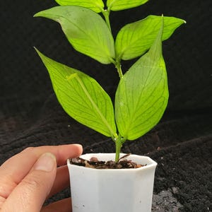 Hoya polyneura - Etsy 日本