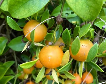 Fruit de Pereskia aculeata, plante de vigne citronnée, plante de démarrage de 4 pouces de vigne de griffe de chat, plante d'intérieur grimpante de cactus de feuille comestible de groseille de la Barbade