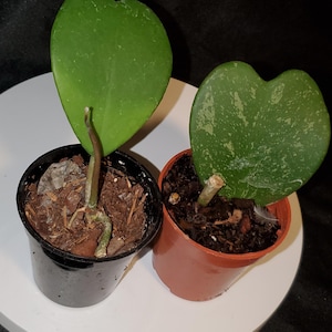 May include: Two Hoya kerrii plants in small pots. One plant has a solid green heart-shaped leaf in a black pot, while the other has a variegated heart-shaped leaf with light green speckles in a terracotta-colored plastic pot with soil.