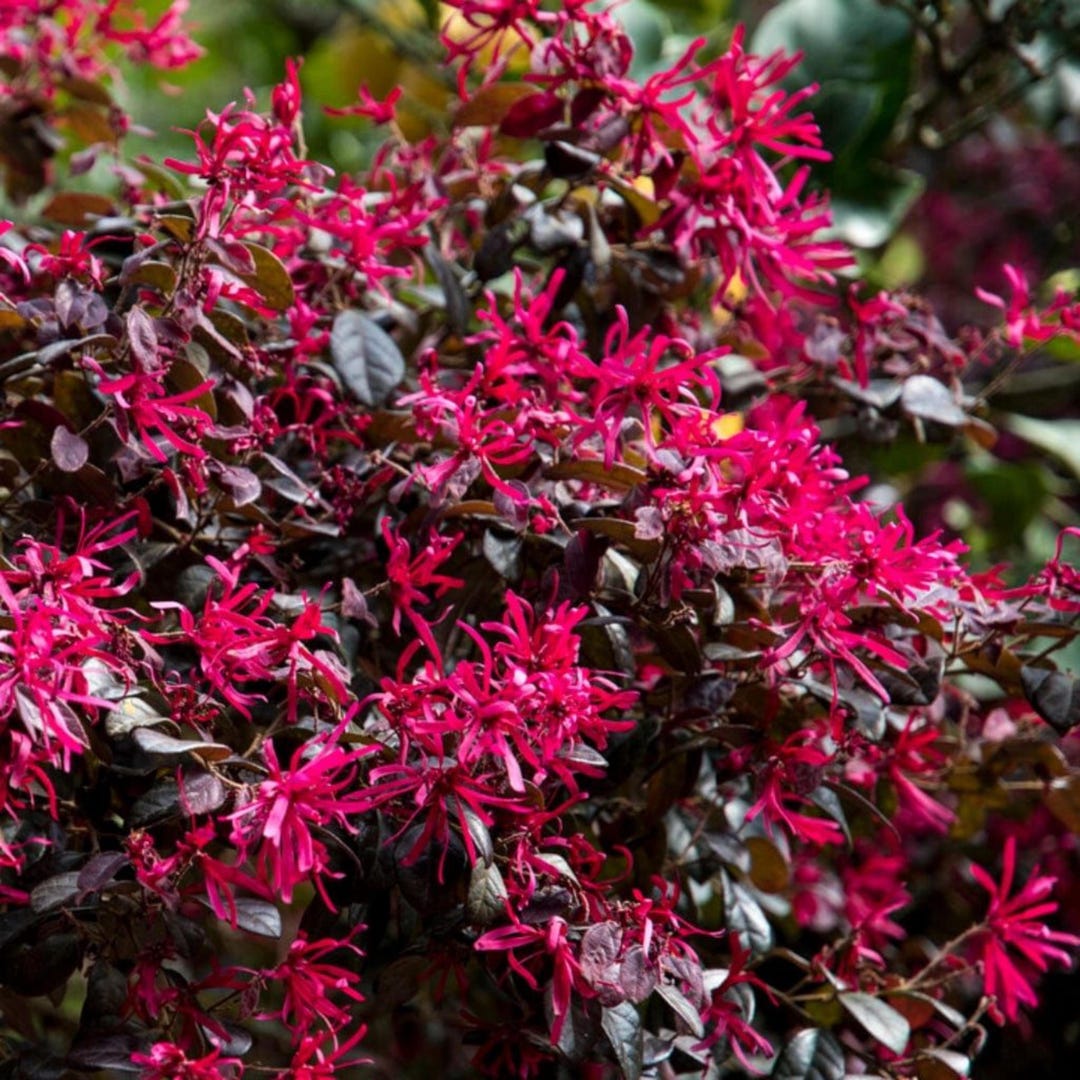 Ruby Loropetalum Live Plant - Etsy