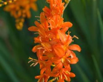 Bulbi di Crocosmia Firestarter