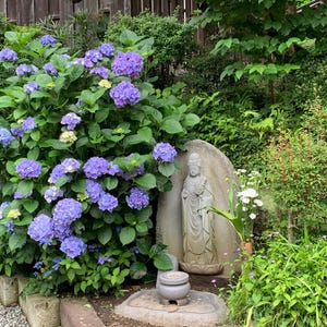 Può includere: Una statua in pietra di una figura in piedi con le mani giunte, posizionata all'interno di un arco in pietra scolpita. La statua è circondata da un grande cespuglio di ortensie viola e blu e da un rigoglioso fogliame verde in un giardino.