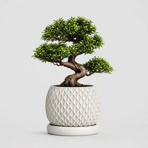 Puede incluir: Un pequeño bonsái con un tronco marrón grueso y texturizado y hojas de color verde vibrante, plantado en una maceta de cerámica blanca redonda con un patrón de ondas verticales repetitivas y una bandeja base circular a juego sobre fondo liso.