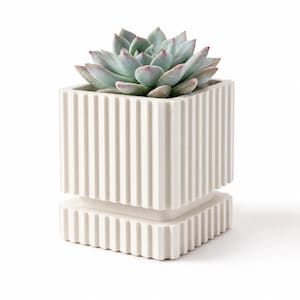 May include: A square, off-white planter with vertical ribbed detailing and a matching square base tray. A pale green succulent with soft pink-tipped leaves is planted inside the container, which features a clean, geometric design.