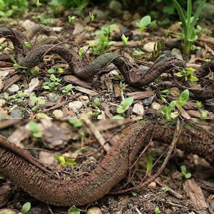 May include: A textured, brown, snake-like sculpture with a winding, segmented body and subtle green moss-like patches. The sculpture features a rough, bark-like surface with thin, vine-like tendrils wrapping around its length, resting on soil.