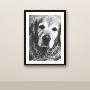 May include: A black and white charcoal drawing of a golden retriever dog's face, featuring detailed fur texture, dark eyes, and a prominent nose, presented within a simple black rectangular frame against a neutral background.