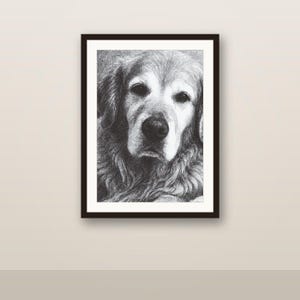 May include: A black and white charcoal drawing of a golden retriever dog's face, featuring detailed fur texture, dark eyes, and a prominent nose, presented within a simple black rectangular frame against a neutral background.
