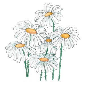 Daisy Note Cards, Set of Ten Note Cards, Watercolor Print Note Cards image 2