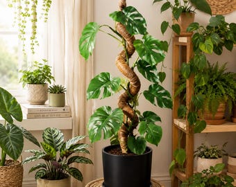 Perche flexible en mousse, piquet de support pour plante grimpante en fibre de coco, plantes d'intérieur