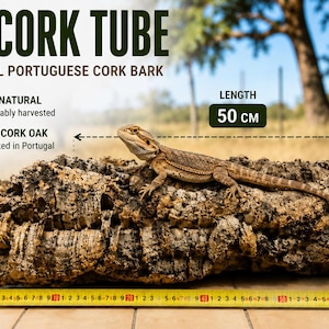 Può includere: Un tubo di corteccia di sughero naturale con una superficie marrone, ruvida e testurizzata. Un drago barbuto riposa sopra il tubo. Un metro a nastro giallo posizionato davanti mostra una lunghezza di 50 cm. Il testo recita XL CORK TUBE, NATURAL PORTUGUESE CORK BARK.
