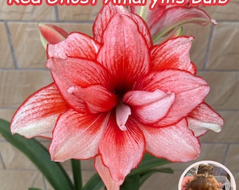 1 Red Ghost Amaryllis Bulb, Double Flower Hippeastrum