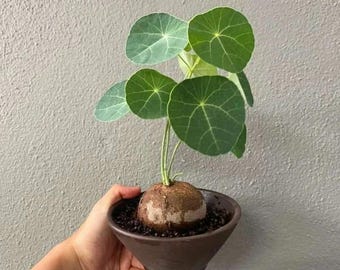 1 Stephania Turtle Shell Bulb, Indoor Perennial Ornamental Plant
