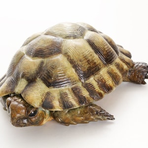 Egyptian Tortoise Limited Edition Bronze image 4