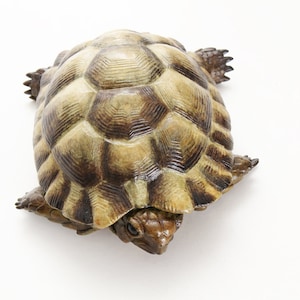 Egyptian Tortoise Limited Edition Bronze image 1