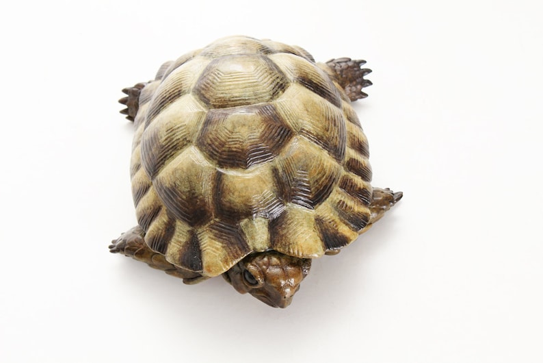 Egyptian Tortoise Limited Edition Bronze image 1