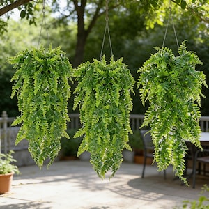 May include: Three hanging baskets filled with vibrant green ferns. The ferns cascade downwards, creating a lush, full appearance. The baskets are suspended from thin metal chains, adding a touch of natural beauty to any outdoor space.