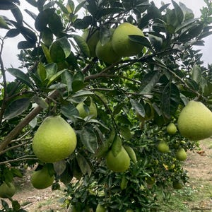 May include: A tree laden with large, green pomelos, with a few visible on the branches. The leaves are a deep green, and the fruit hangs from the branches. The image is taken outdoors, with a cloudy sky in the background.