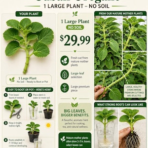 Large Cuban Oregano Cutting | Florida-Grown Spanish Thyme Herb Stem, Easy Rooting