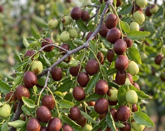 Grafted Honey Jar Jujube Tree Bare Root Super Sweet Crisp Early Fruiting Fruit Tree