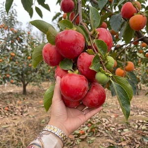 May include: A cluster of ripe, round, bright red persimmons hanging from a tree branch. The fruit features smooth, glossy skin and is attached to green stems and leaves. A metallic watch with gold and silver links is visible on the wrist.