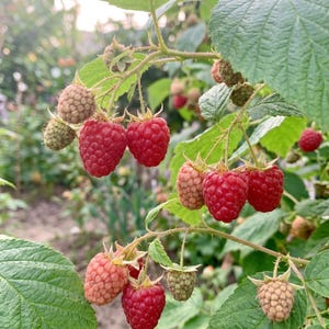 May include: A cluster of raspberries on a green leafy vine, showing various stages of ripeness from pale green and light pink to deep red. The berries have a textured, bumpy surface and are attached to thin, light brown stems with small thorns.