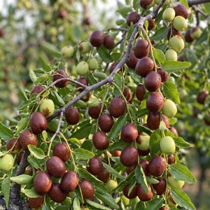 May include: A tree branch laden with numerous jujube fruits in various stages of ripening, transitioning from light green to deep reddish-brown. The oval-shaped fruits are clustered among small, smooth, oval green leaves on thin woody stems.
