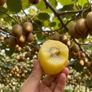 May include: A hand holds a peeled golden kiwi fruit with a bright yellow interior and small black seeds, showing a smooth texture. The fruit is positioned in front of a blurred orchard background filled with many brown fuzzy kiwis hanging on vines.