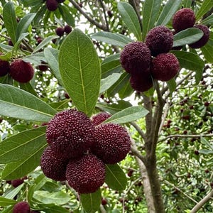 May include: Clusters of ripe, dark burgundy bayberries hang from the branches of a tree. The round, textured fruit features a bumpy surface and is surrounded by smooth, elongated green leaves with visible veins, set against a blurred background.