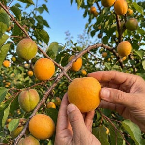 Apricot Trees for Sale - Etsy