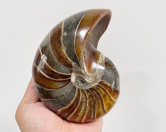 天然のカラフルで虹色のオウムガイの化石 - 3089.99g - Etsy 日本