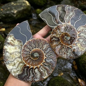 May include: Two polished ammonite fossils featuring intricate spiral chambers with brown, tan, and cream mineral deposits. The fossils have a smooth, glossy finish that highlights the detailed, wavy suture lines and the natural coiled structure.