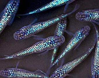 Medaka Blue Sapphire Lame Ricefish, Oryzias latipes Japanese Pond Mix Balcony Pond