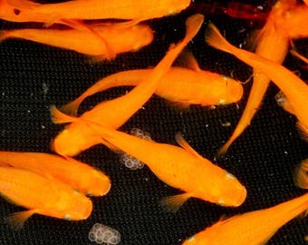 Œufs de médaka, poisson-riz empereur rouge, Oryzias latipes, mélange pour bassin japonais, bassin de balcon
