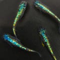 Medaka Clarice Ricefish, Oryzias latipes Japanese Pond Mix Balcony Pond product logo