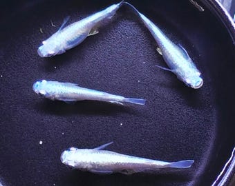 Medaka Miyuki Blue Ricefish, Oryzias latipes Japanese Pond Mix Balloon Pond