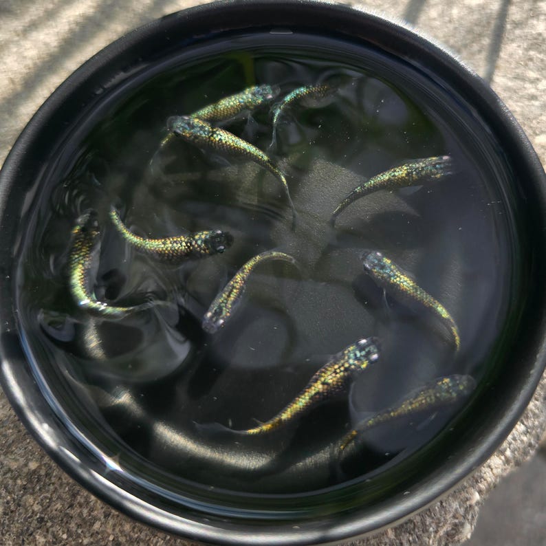 Reflective Fish Tank Medaka Neptune Full Metal Lame Ricefish, Oryzias Latipes Japanese Pond ...