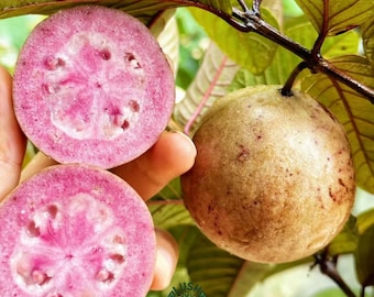 Red Malaysian Guava Tree: Ornamental Edible Sapling, Pink Flesh Fruit