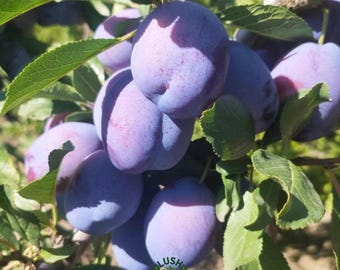 Sweet Prune Plum Tree Sapling, Sugar Plum Backyard Fruit, Self-Fertile Plant