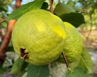 Ruby Supreme Pink Guava Tree Hand-Grafted Bare Root Tropical Fruit Sapling Sweet Red Guava Live Plant for Home Garden